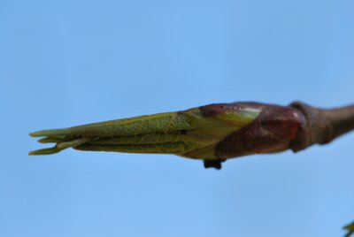 Populus androscoggin - topol Androscogův - pupen s listy